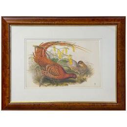 John Gould Pheasants "Phasianus Soemmeringii " Large Lithograph, Framed