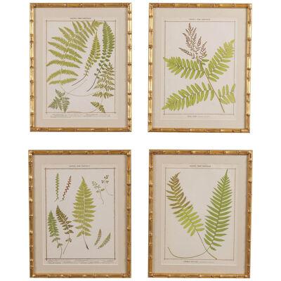 19th c. Collection of Four Framed English Chromolithograph Ferns