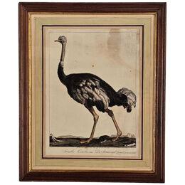 Linnaeus Engraving of an Ostrich, Netherlands circa 1760