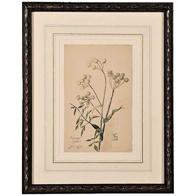 Watercolor Botanical, U.S.A., dated 1931