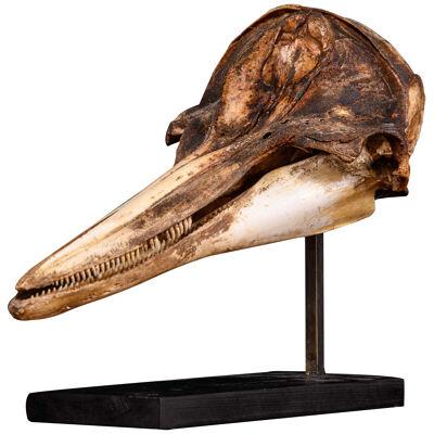 19th C Skull of Striped Dolphin (Stenella coeruleoalba)  on custom made stand.