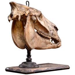 19th C didactical Horse skull with old inventory number on museum stand