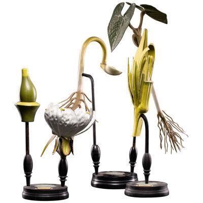 Set of 3 Didactic Botanic Models by Brendel depicting the Cherry, Bean & Barly