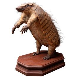 19th C Armadillo Mount in sitting position on wooden base.