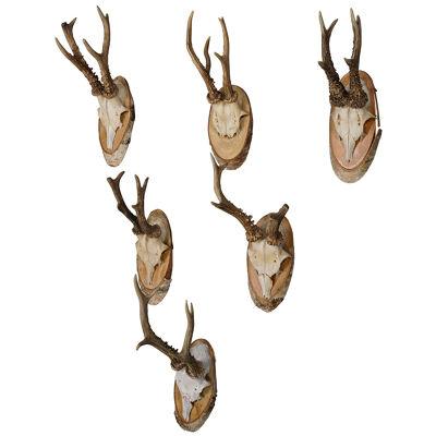 Six Large Vintage Deer Trophies on Birch Wood Plaques Germany ca. 1950s