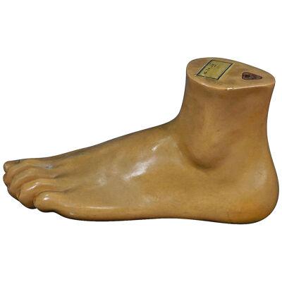 Antique 3D Anatomical Foot Model Made by SOMSO ca. 1930 