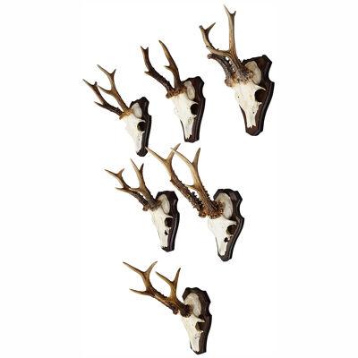 Six Large Vintage Deer Trophies on Wooden Plaques