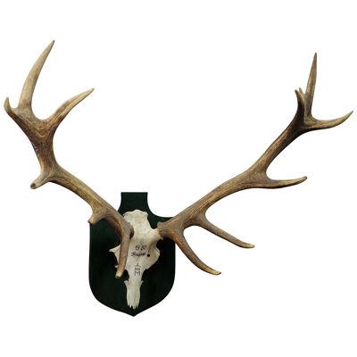 Large Deer Trophy from a Noble Estate, Uneven 14 Ends