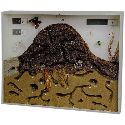 School Teaching Display Anthill of the Red Wood Ant