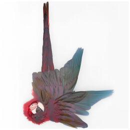 Art Print 'Unkown Pose by Greenwinged Macaw' by Sinke & Van Tongeren 160x160 cm