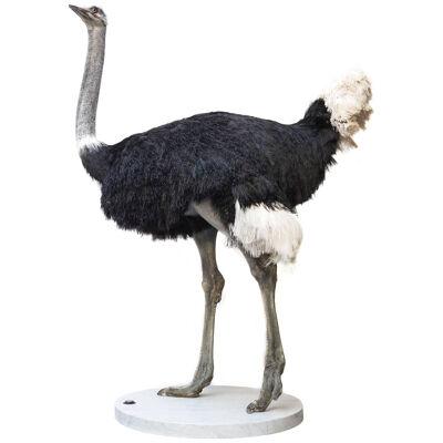 Fine Taxidermy Common Ostrich by Sinke & Van Tongeren