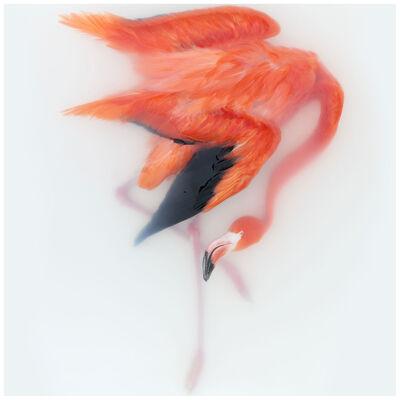Art Print 'Unkown Pose by Cuban Flamingo' by Sinke & Van Tongeren 40x40 cm