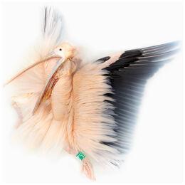 Art Print 'Unkown Pose by Great White Pelican' by Sinke & Van Tongeren 160x160cm