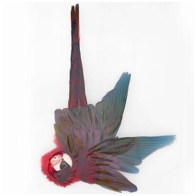 Art Print 'Unkown Pose by Greenwinged Macaw' by Sinke & Van Tongeren 113x90 cm