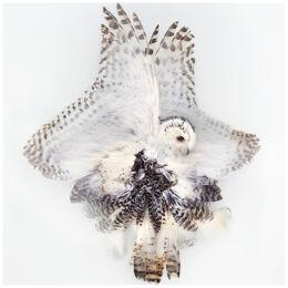 Art Print 'Unkown Pose by Snowy Owl' by Sinke & Van Tongeren 160x160 cm