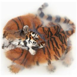 Art Print 'Unkown Pose by Amur Tiger' by Sinke & Van Tongeren 160x160 cm