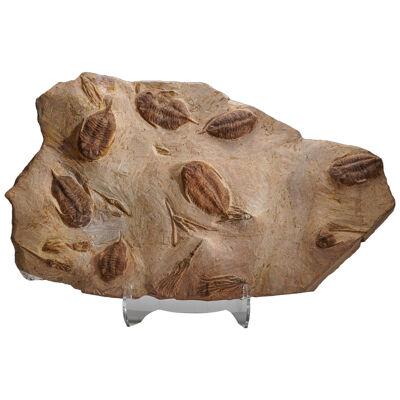 Genuine Cluster Trilobite (Ptychopariida) fossil on Matrix with stand (18.5 lbs)