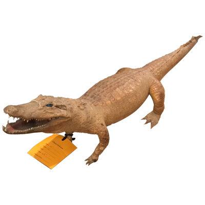 19th Century Taxidermy of a Young Alligator