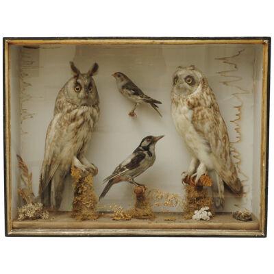 19th Century Taxidermy Group of Birds