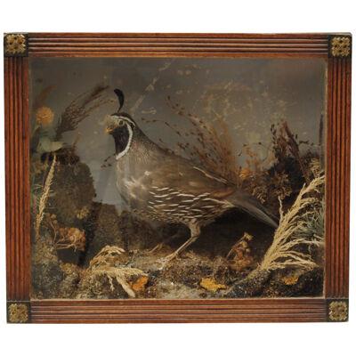 19th Century Taxidermy American Tufted Partridge