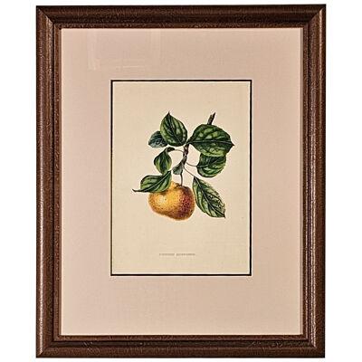 Botanical Study of Fruits and Nuts by Duhamel du Monceau, early 19th century