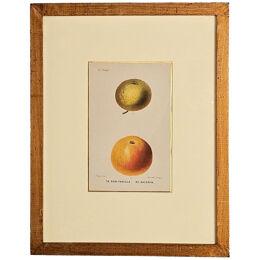 French Fruit Engraving, 19th century