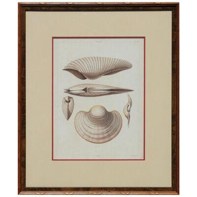 "Pholas" Muted Tone Traditional 18th Century Shell Engravings