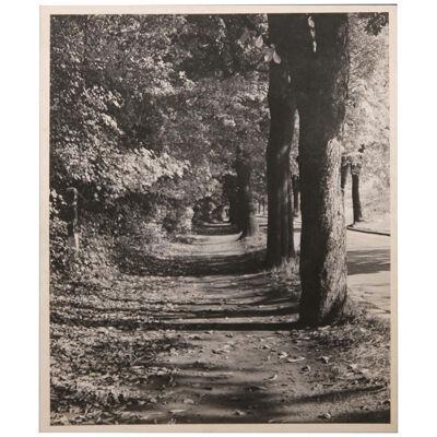 Black and White Perspective Photograph of Sidewalk with Trees